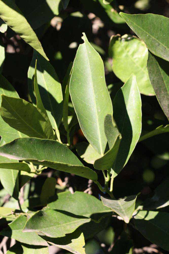            Sun leaves (Riverside, CA)   